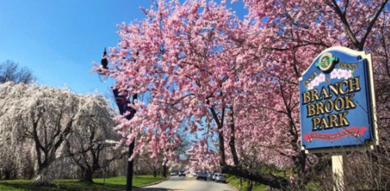 Essex County, New Jersey 2024 Cherry Blossom Festival