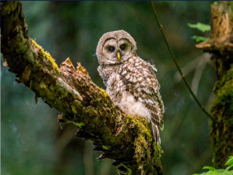 U.S. Fish & Wildlife Service Plans To Reduce The Population Of Barred Owl