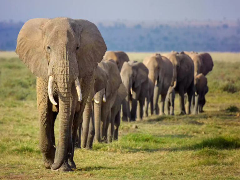 Elephants Found To Use Unique Names For Each Other