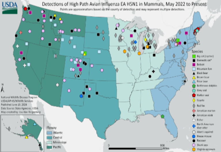 H5N1 Bird Flu Is Spreading In Wild Mammals