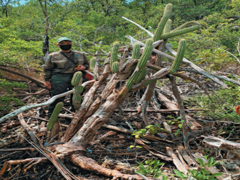 Three Reasons For The Extinction Of The Key Largo Tree Cactus In The Florida Keys