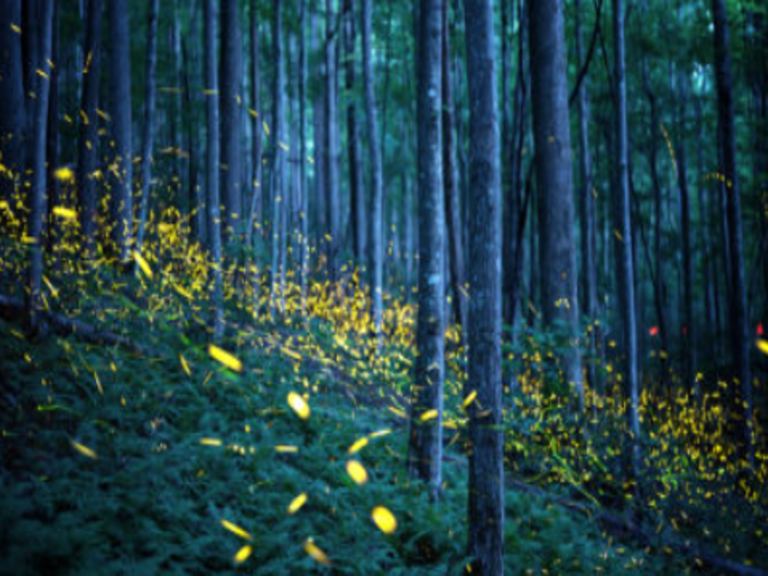 Fireflies May Be In Jeopardy, But We Can Help Them