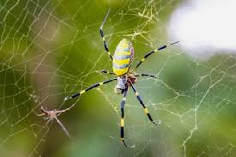 East Asian Joro Spider Coming Soon To A Neighborhood Near You