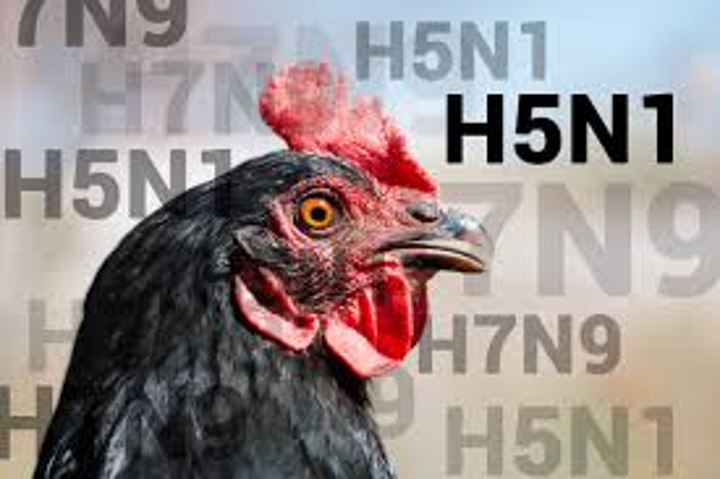 A(H5N1) Bird Flu Now Detected In Wild Animals